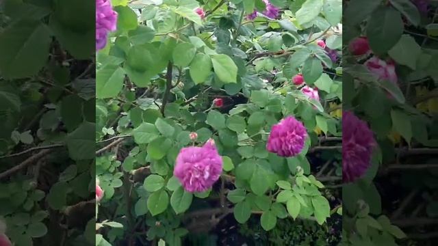 Роза Cardinal De Richelieu смотреть онлайн