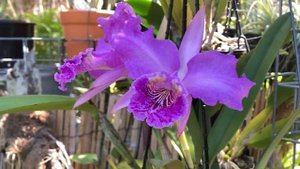 Каттлеи Природные и Гибриды? C. lueddemanniana. Rlc. Mystic Lady. Саркохилусы, Ментоловый Топаз ??❤