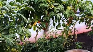 Породные куры, обновление крови