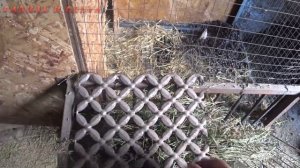 ??КАК ЗАРАБОТАТЬ НА ЖИЗНЬ В ДЕРЕВНЕ. РАЗВОДИМ БОЛЬШОЕ ХОЗЯЙСТВО. @деревня @деревенская жизнь #хутор