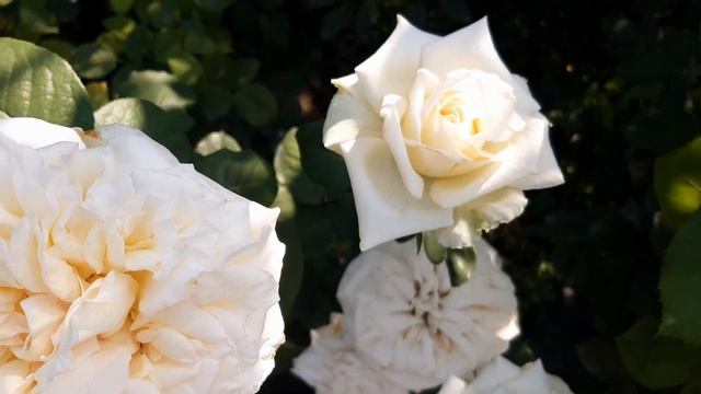 Уайт О,Хара в моем саду смотреть онлайн