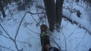 Охота на зайца с гончими. Первый заяц в 2023г.Мега быстрая охота.#охотасгончими#Охотаназайца#гончие