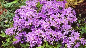 Колокольчик молочноцветковый