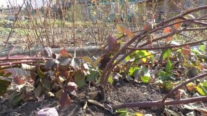 Как подготовить бесшипную ежевику к укрытию в зиму