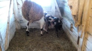 Вязка коз  козликами Камори и  Шами