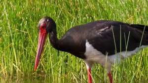 Заповедник Брянский Лес. Интересно о Брянске.