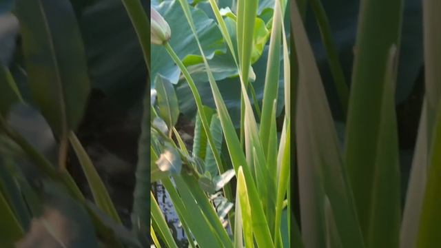 Благодарю ❤️......#стихи #благодарность #мудрость #природа #лотосы смотреть онлайн