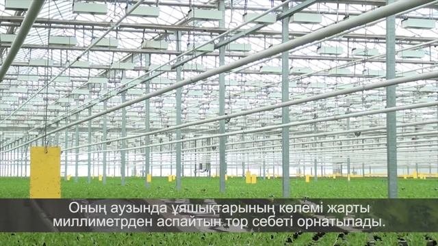 Выращивание зеленых культур в условиях теплиц