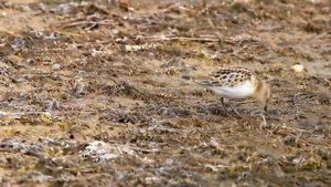 Кулики-воробьи. Calidris minuta. Птицы Беларуси.