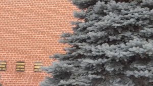 Москва. Мавзолей. Кремлевская стена (11.02.2023)(2).