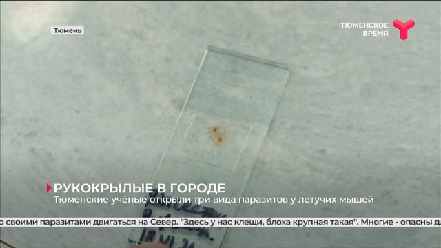 Тюменские учёные открыли три вида паразитов у летучих мышей смотреть онлайн