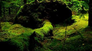 Fairy forest  Relaxation Ambient Music.