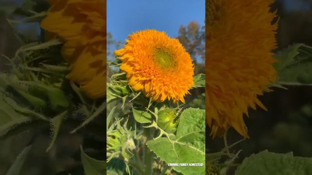 Teddy Bear Sunflower #teddy #bear #sun #flowers