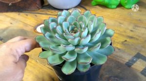 Echeveria Pulidonis , SUCULENTA linda e de Fácil cultivo! Dicas do meu cultivo.