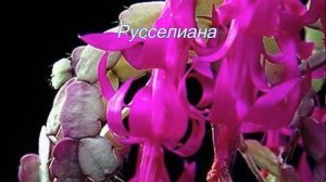 Виды, гибридные сорта Шлюмбергера декабриста