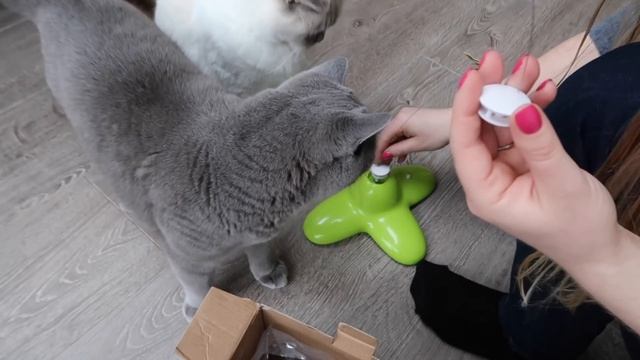 FUNNY BUTTERFLY CAT TOY REVIEW! | CHRIS & EVE смотреть онлайн