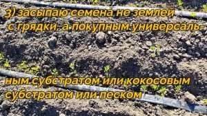 ?????КАК ПОЛУЧИТЬ ДРУЖНЫЕ И БЫСТРЫЕ ВСХОДЫ МОРКОВИ. Мой опыт. СПРАШИВАЕТЕ - ОТВЕЧАЮ