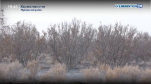 Посадка молодёжью саксаула в Муйнаке