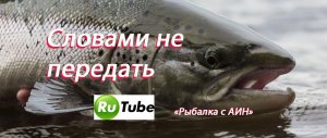 Лососи балтийского моря. Монстры