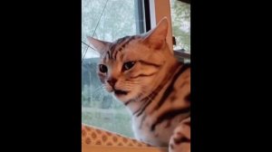 Смотреть Смешное Видео Про Кошек И Собак Бесплатно ? ? #10