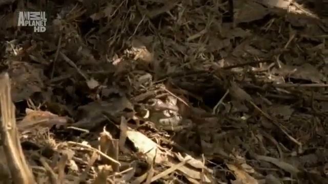 как вылупляются крокодилы смотреть онлайн