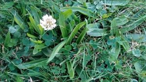 VLOG: WHITE CLOVER (TRIFOLIUM REPENS)