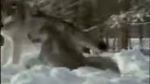 Александр Розенбаум Одинокий волк