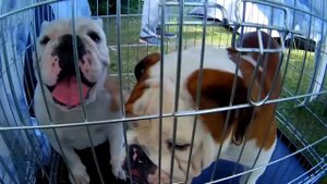 МОНОПОРОДНАЯ ВЫСТАВКА АНГЛИЙСКИХ БУЛЬДОГОВ 06.08.2017. ЧАСТЬ 1.