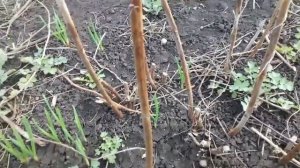 Клубника и малина.  Уход за клубникой и малиной  весной  .