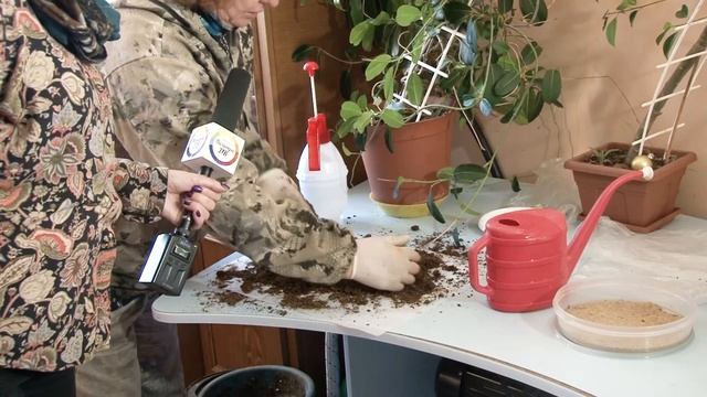 Правильная посадка рассады цветов