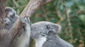 Звуки животных / Звук, который издает Коала / Звуки коалы