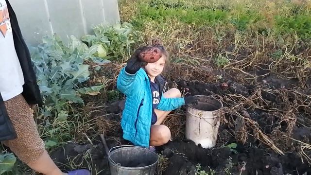 КАКОЙ КАРТОФЕЛЬ ПОСАДИТЬ. КОПАЕМ КАРТОФЕЛЬ. НАШ УРОЖАЙ. смотреть онлайн