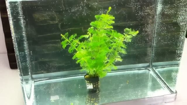 Cabomba aquatica Aquarium Prest смотреть онлайн