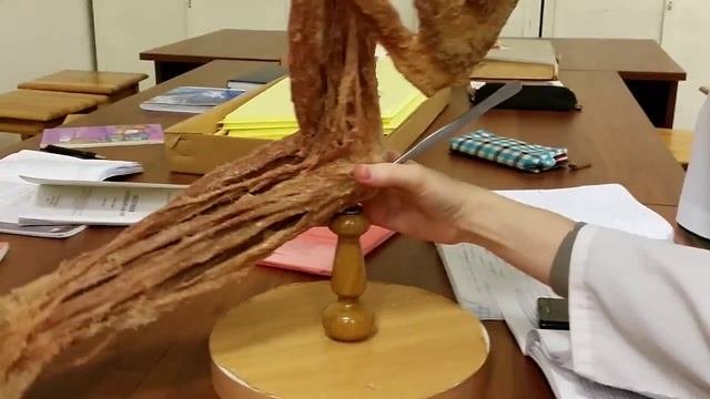 Мышцы передней группы предплечья