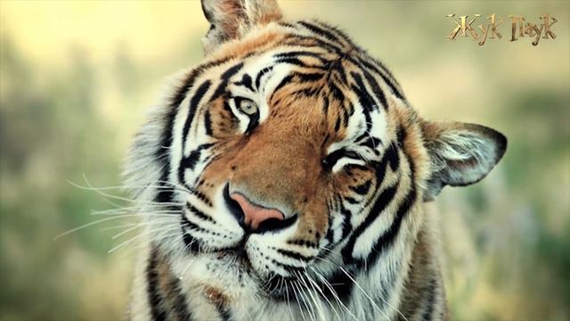 НЕИЗВЕСТНЫЕ ФАКТЫ О ХИЩНИКАХ смотреть онлайн