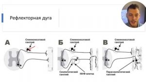 ВЕГЕТАТИВНАЯ НЕРВНАЯ СИСТЕМА ЗА 10 МИНУТ