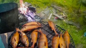 Горячее копчение окуня.