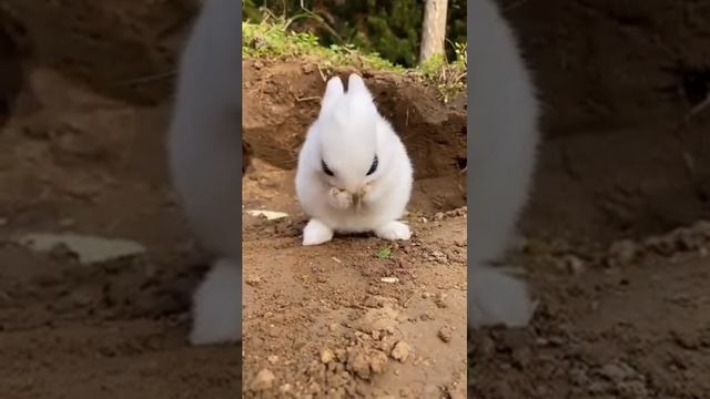 КРОЛИК ЕСТ МОРКОВКУ 2 ЧАСА! смотреть онлайн