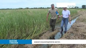 Заготовка сочных кормов для коров в Хабаровском крае