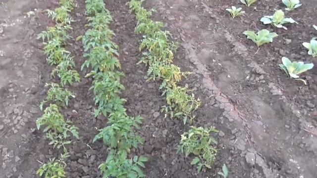 Прополка и рыхление - это сухолй полив