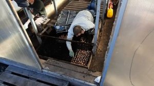 Лук севок на выгонку пера.