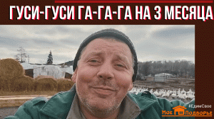 Гуси в 3 месяца: содержание, кормление, мои особенности. "Мое Подворье"
