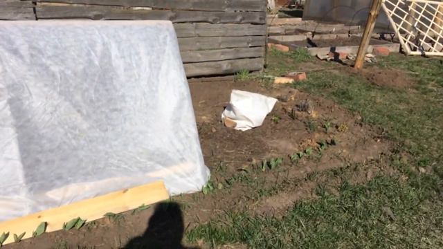Весенняя обрезка молодых гортензий. Черенкование /Life in the village