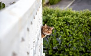 Кошка в человеке вообще не нуждается.