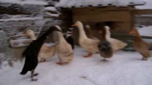 ИНДИЙСКИЙ БЕГУН