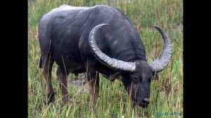 Интересные факты о буйволах(Interesting facts about buffalo).