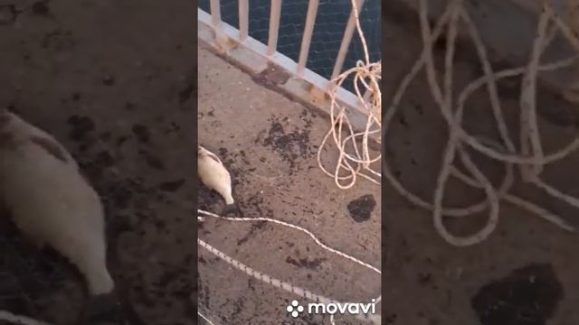 Рыбалка на дамбе в спб, июль 2021. Купить паук для рыбалки. смотреть онлайн