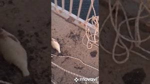 Рыбалка на дамбе в спб, июль 2021. Купить паук для рыбалки.