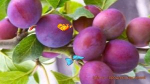 Слива обыкновенная Империал ? обзор: как сажать, саженцы сливы Империал