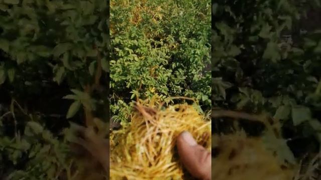 паразит который поражает кусты картофеля ПОВЕЛИКА называется будьте осторожны удобряя почву химией!